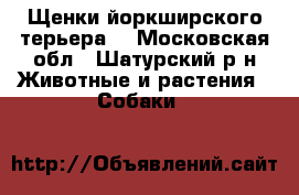 Щенки йоркширского терьера  - Московская обл., Шатурский р-н Животные и растения » Собаки   